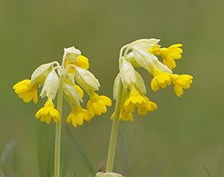 cowslip