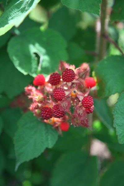 Japanese wineberry Japanese wineberry