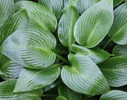 plantain lily