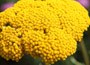yarrow