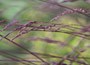 festuca