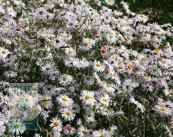 fleabane