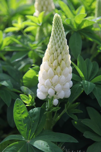 lupin lupin