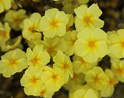Helianthemum 'Wisley Primrose' (rock rose)