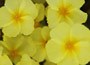 rock rose