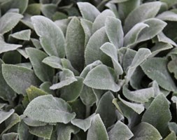 Stachys byzantina 'Silver Carpet' (lamb's ears)