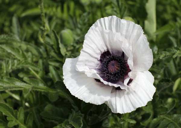 poppy Royal Wedding poppy Royal Wedding