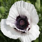 Papaver orientale Royal Wedding