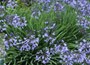 African lily