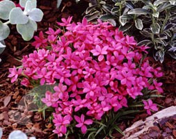 rhodohypoxis