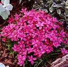 rhodohypoxis