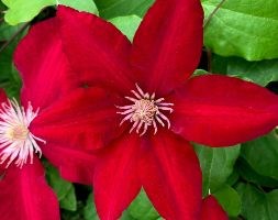 clematis (group 2)