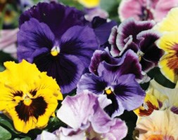 20 plus 4 FREE Pansy Large Plug Plants