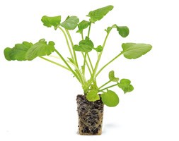 20 plus 4 FREE Pansy Large Plug Plants