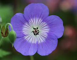 Geranium Rozanne ('Gerwat') (PBR) (cranesbill)