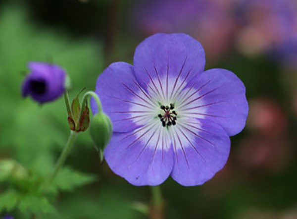 cranesbill cranesbill