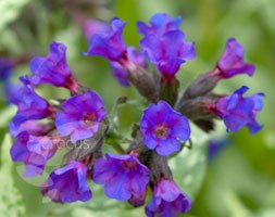 lungwort