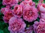 rose Princess Anne (shrub)