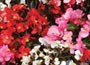 160 plug plants