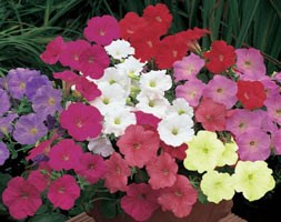 100 plus 60 FREE plug plants