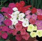 100 plus 60 FREE plug plants