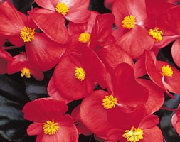 100 plus 60 FREE plug plants