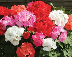 80 plus 40 FREE plug plants