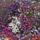 80 plus 40 FREE plug plants