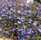 80 plus 40 FREE plug plants