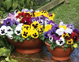 80 plus 40 FREE plug plants