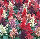 80 plus 40 FREE plug plants