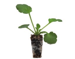80 plus 40 FREE plug plants
