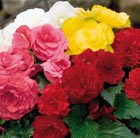 80 plus 40 FREE plug plants
