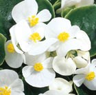 32 plus 10 FREE large plug plants