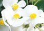 32 plus 10 FREE large plug plants