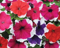 32 plus 10 FREE large plug plants