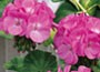 32 plus 10 FREE large plug plants