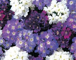 32 plus 10 FREE large plug plants