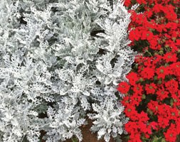 32 plus 10 FREE large plug plants