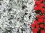 32 plus 10 FREE large plug plants