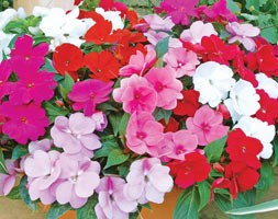32 plus 10 FREE large plug plants