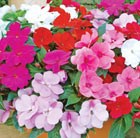 32 plus 10 FREE large plug plants