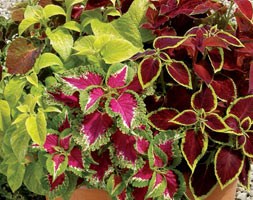 32 plus 10 FREE large plug plants