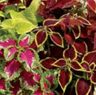 32 plus 10 FREE large plug plants
