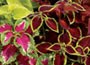 32 plus 10 FREE large plug plants