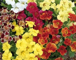 32 plus 10 FREE large plug plants