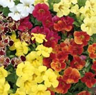 32 plus 10 FREE large plug plants