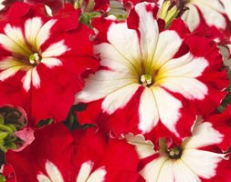 32 plus 10 FREE large plug plants