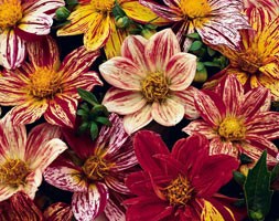 32 plus 10 FREE large plug plants