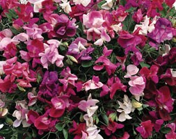 32 plus 10 FREE large plug plants